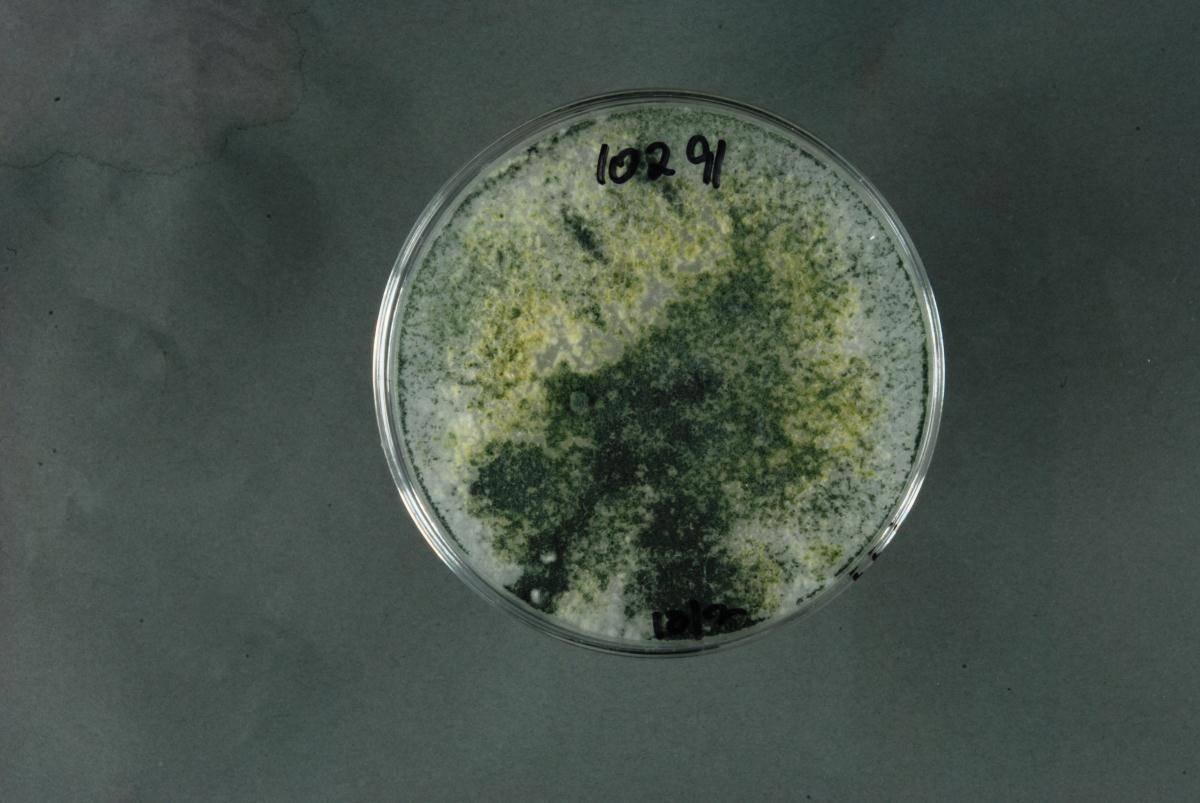 Trichoderma harzianum image