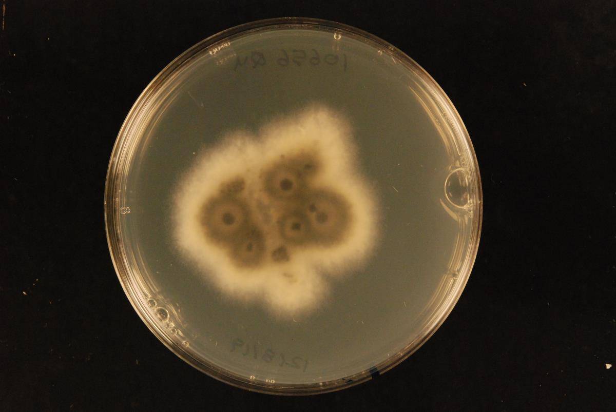 Colletotrichum asianum image