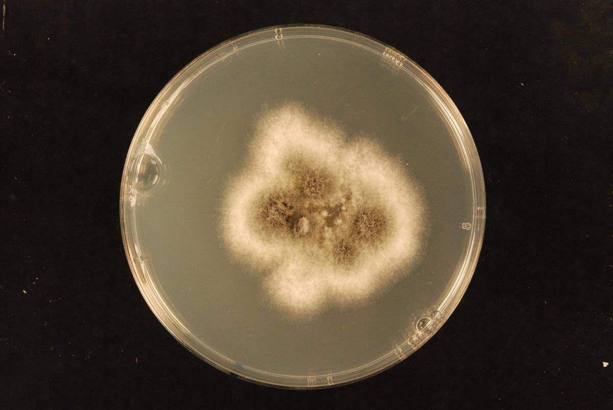 Colletotrichum asianum image