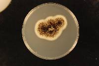 Aspergillus welwitschiae image