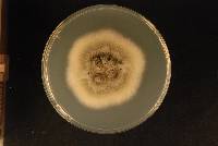 Gloeosporium phormii image