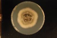 Gloeosporium phormii image