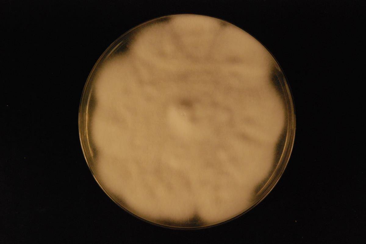 Samsoniella image