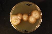 Epicoccum italicum image