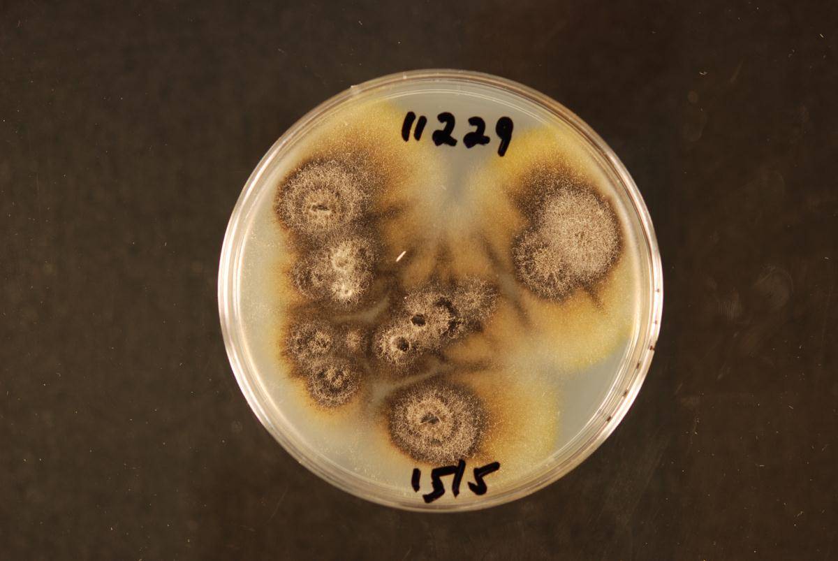Verticillium tricorpus image