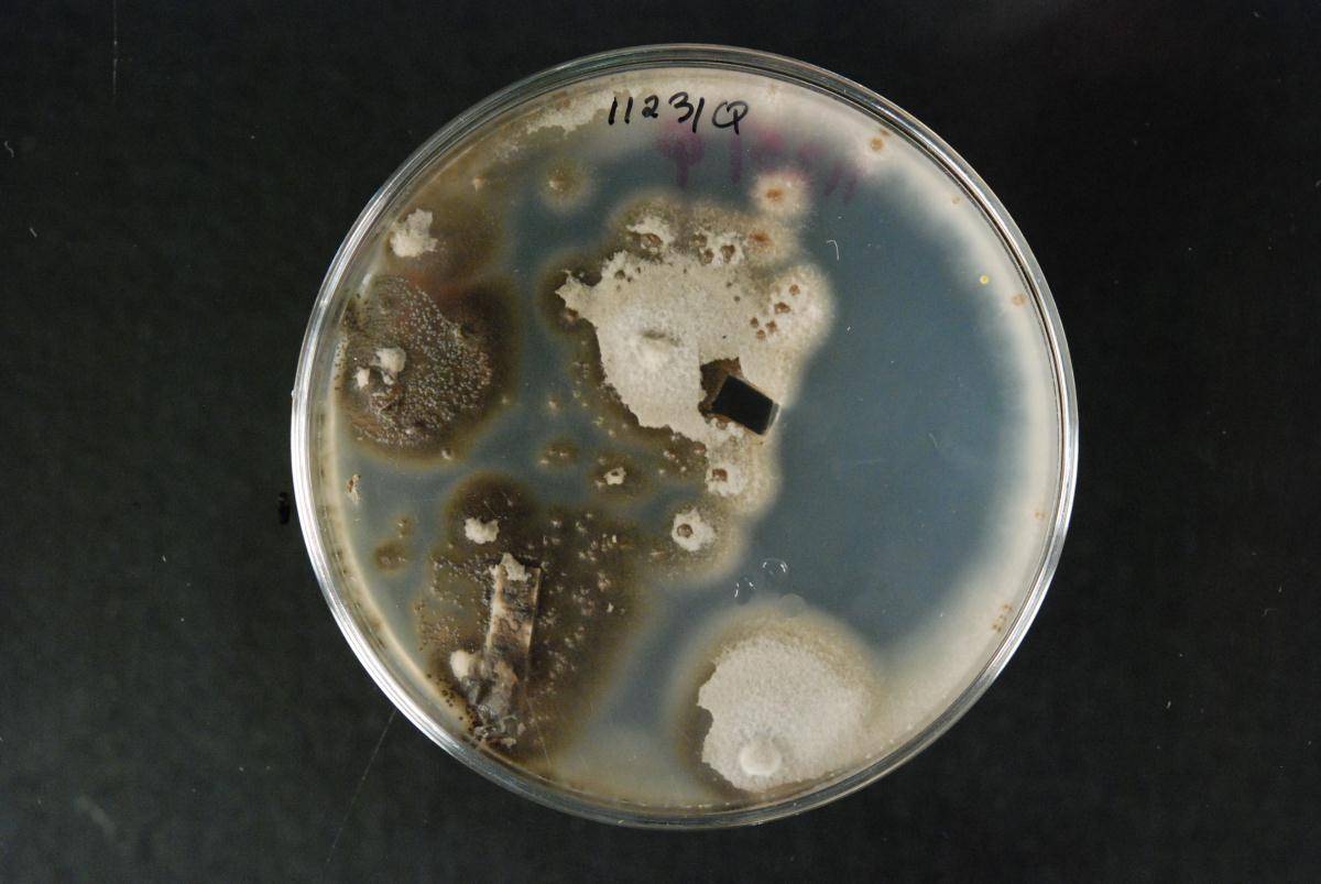 Verticillium vilmorinii image