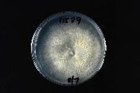 Pleurotus pulmonarius image