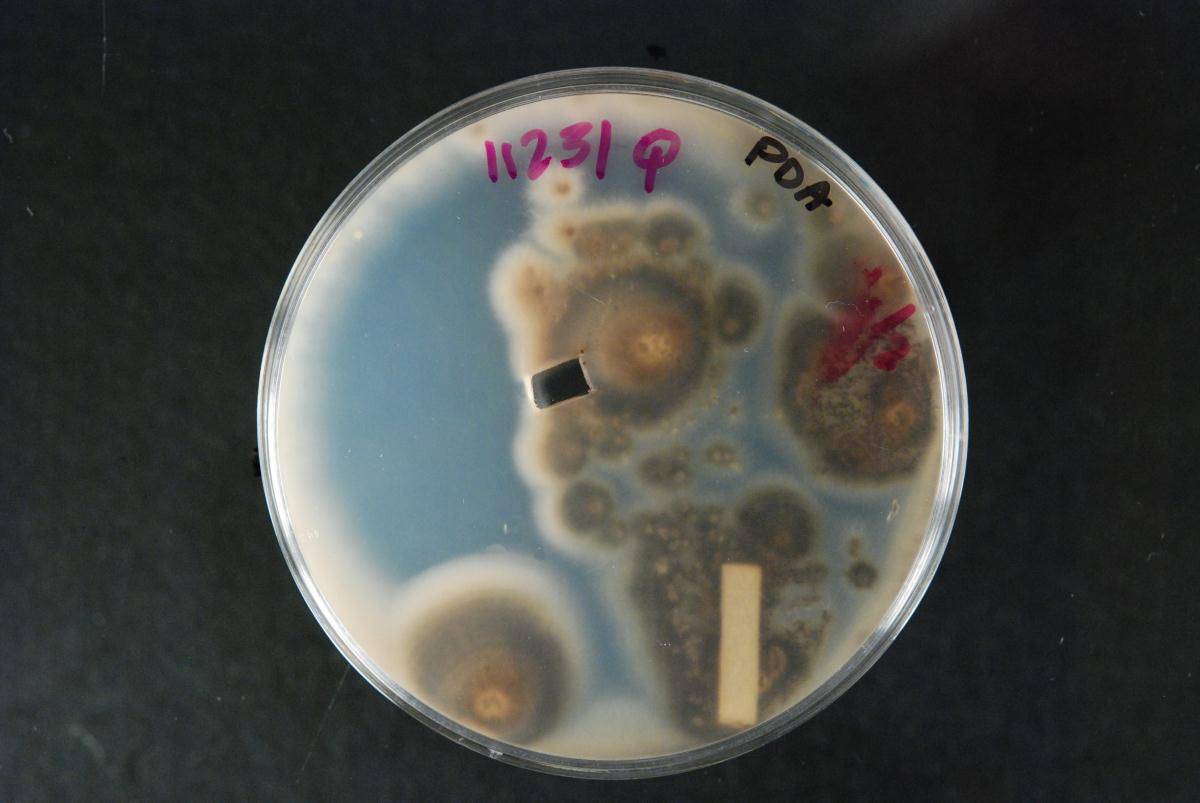 Verticillium vilmorinii image
