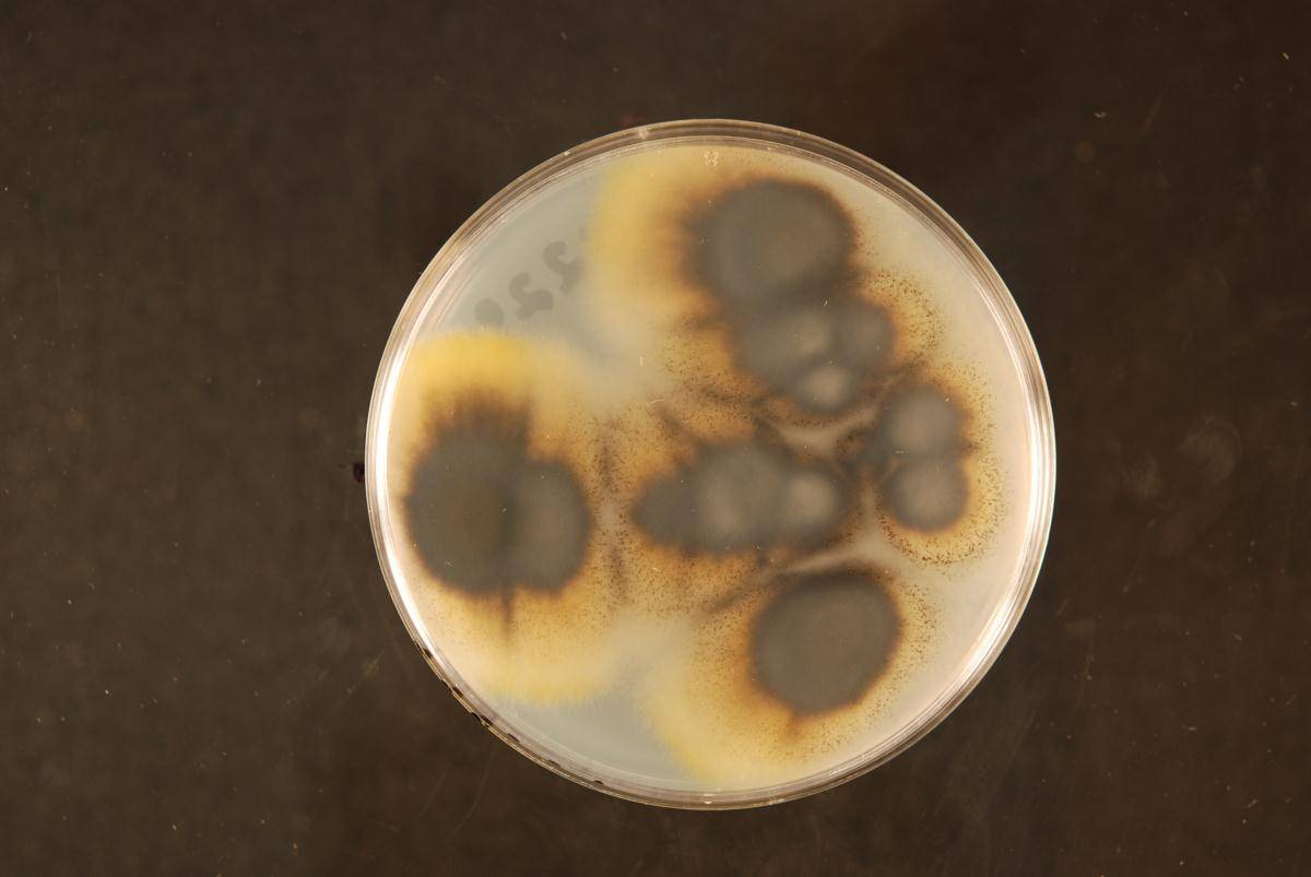Verticillium tricorpus image