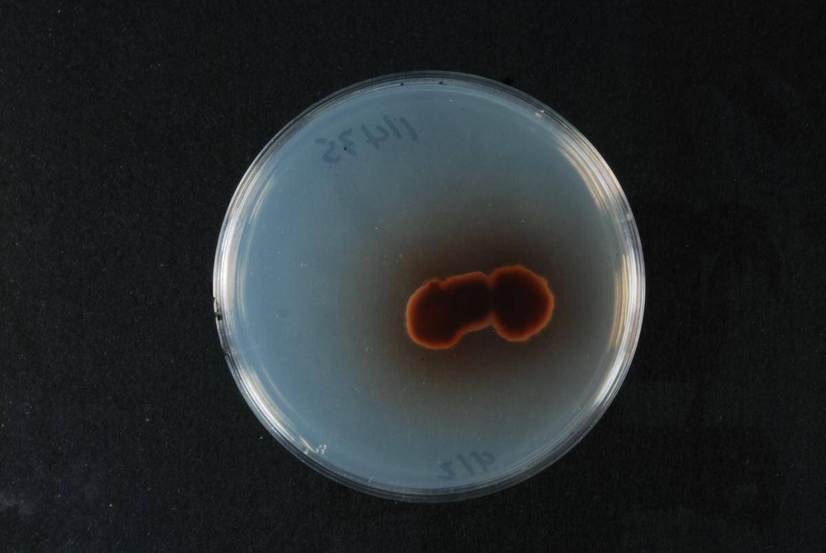Amycosphaerella africana image