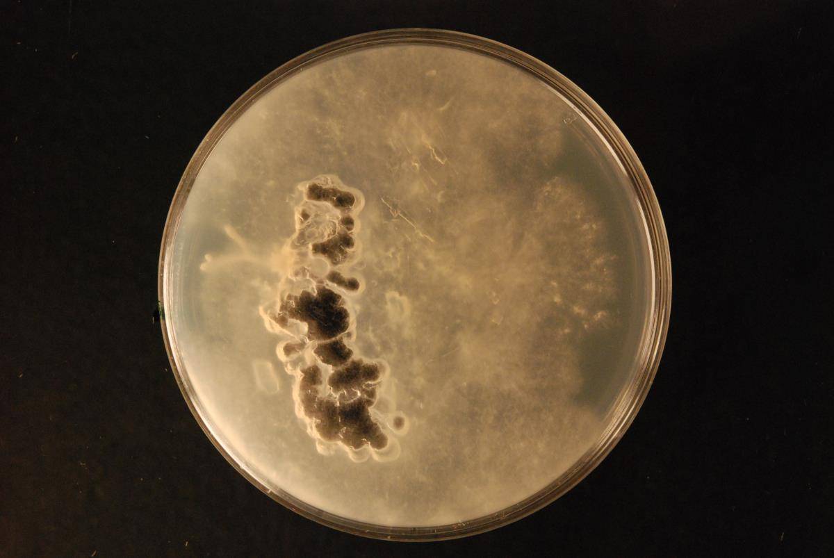 Pleurotus parsonsiae image