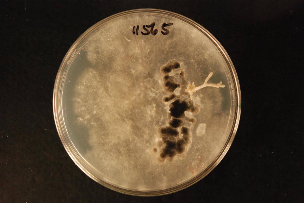 Pleurotus parsonsiae image