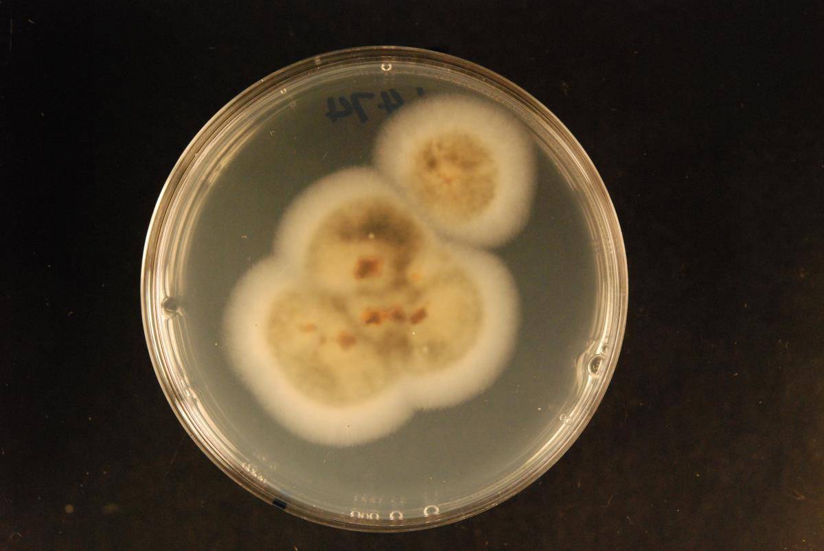 Gloeosporium phormii image
