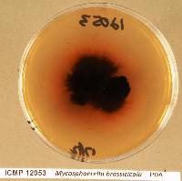 Neopseudocercosporella brassicae image