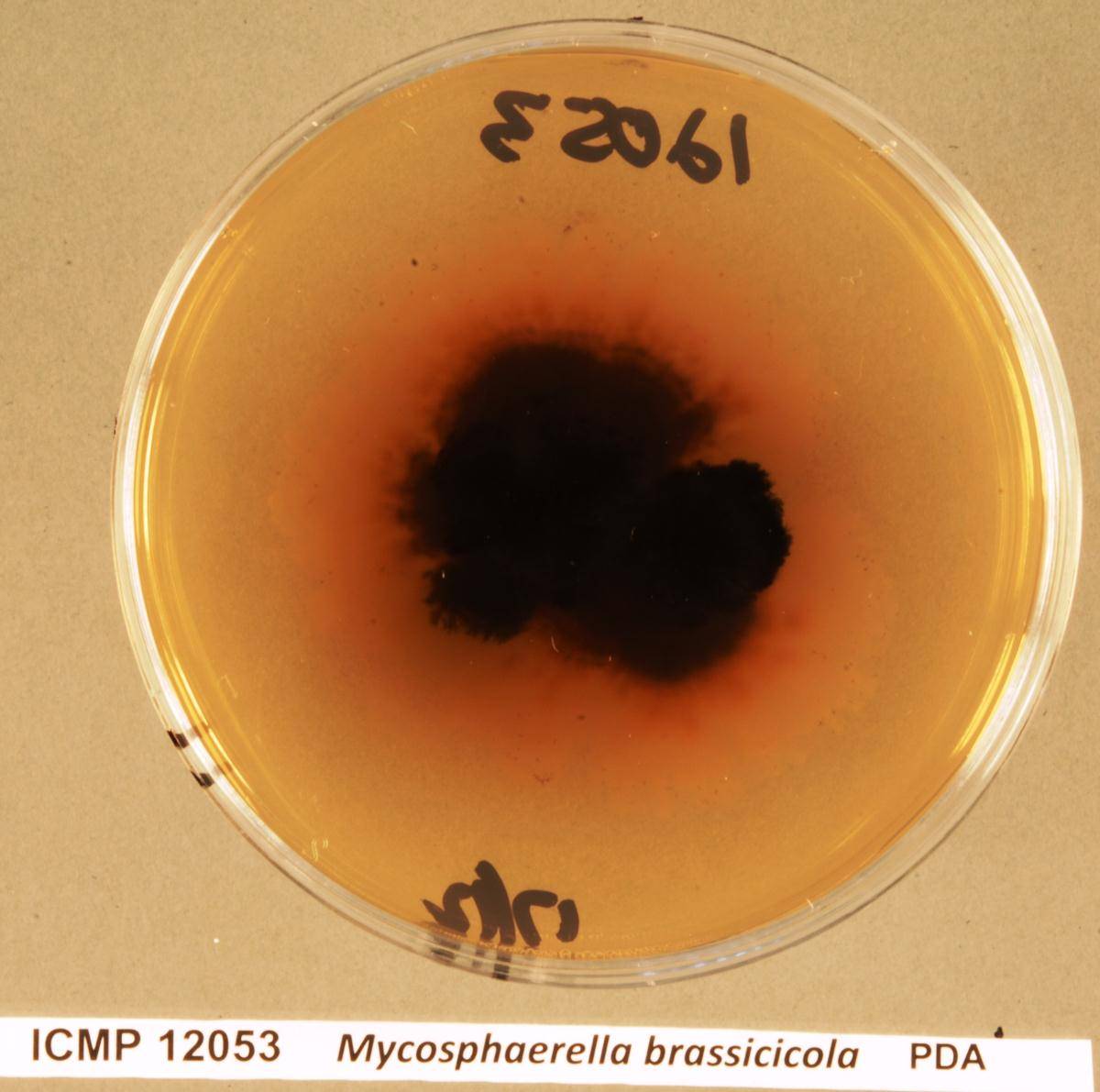 Neopseudocercosporella brassicae image