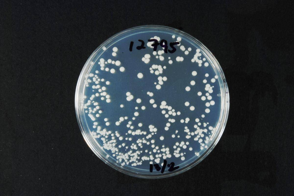 Wickerhamomyces anomalus image