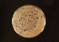 Botrytis cinerea image