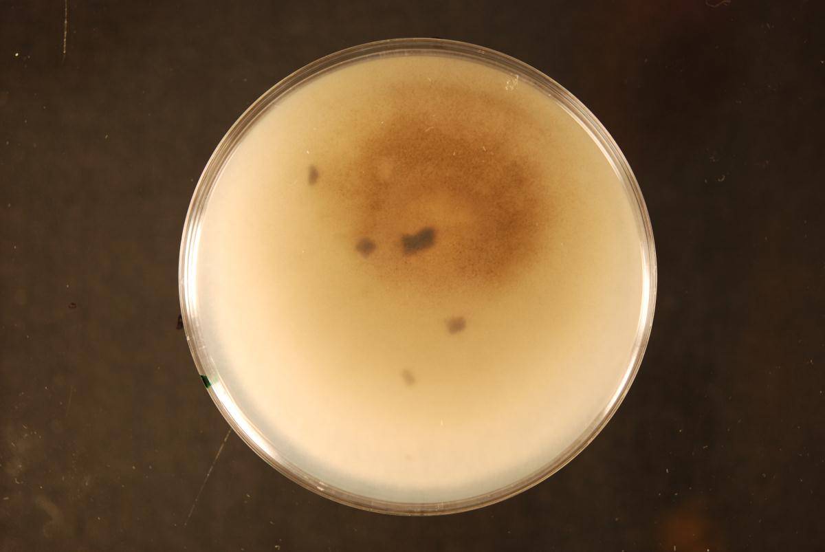 Glomerella graminicola image