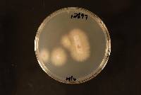 Fusarium oxysporum image