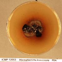 Neopseudocercosporella brassicae image