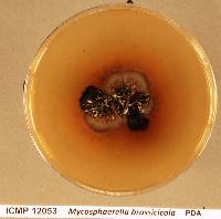 Image of Neopseudocercosporella brassicae