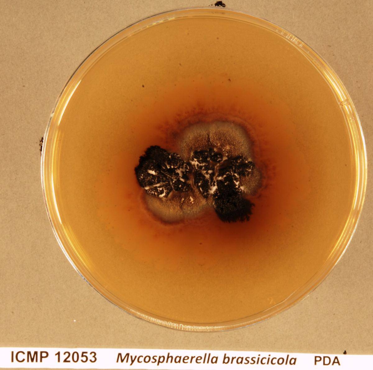 Neopseudocercosporella brassicae image