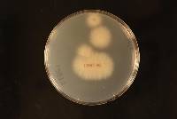 Fusarium oxysporum image