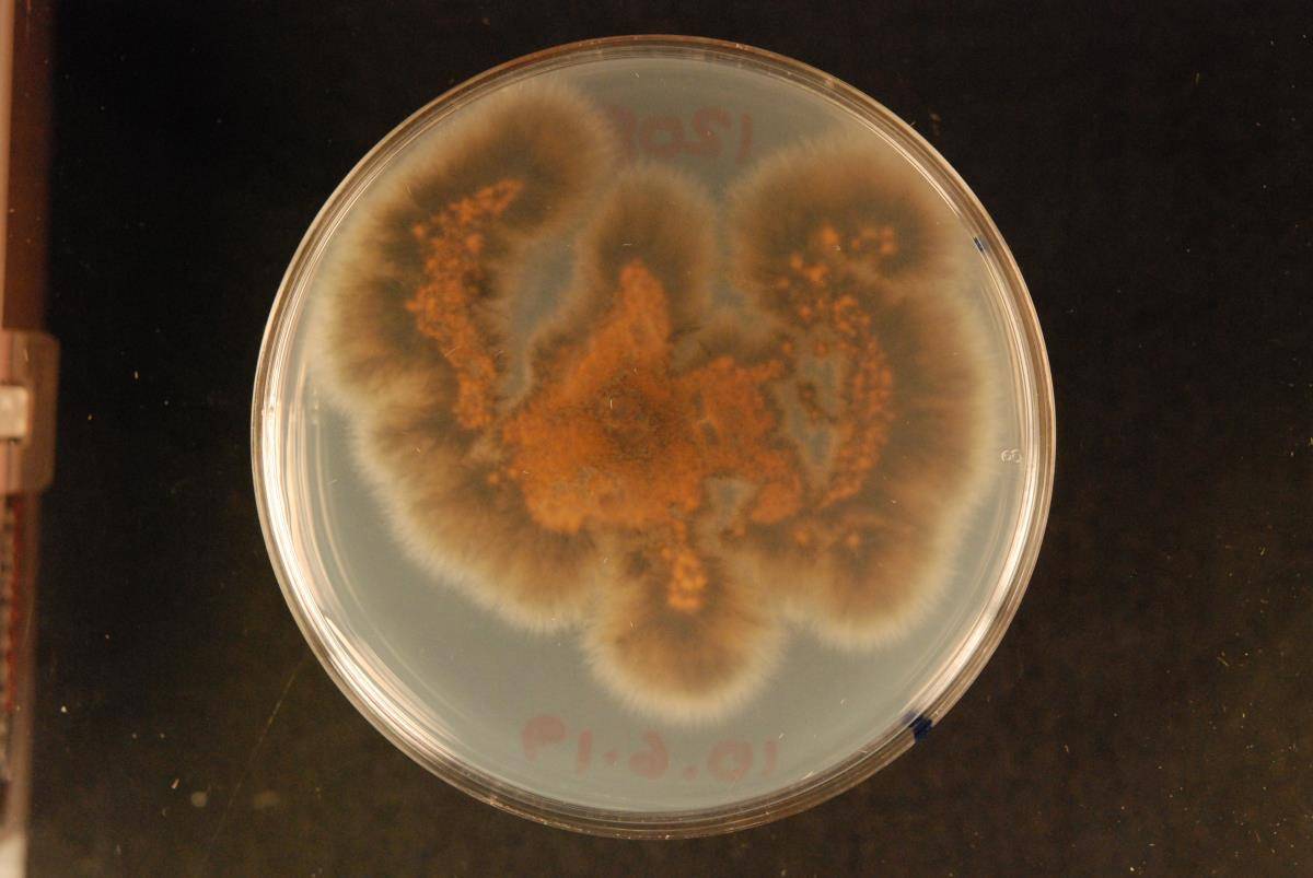 Gloeosporium phormii image