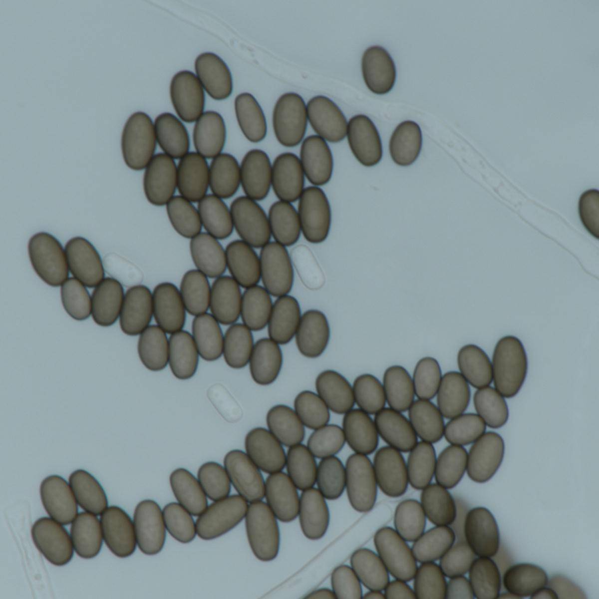 Ceratocystis paradoxa image