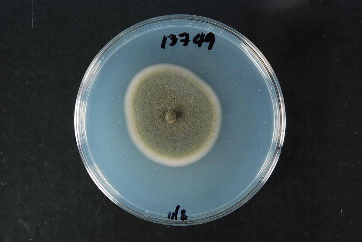 Tiarosporella paludosa image