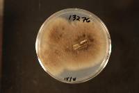 Berkeleyomyces rouxiae image