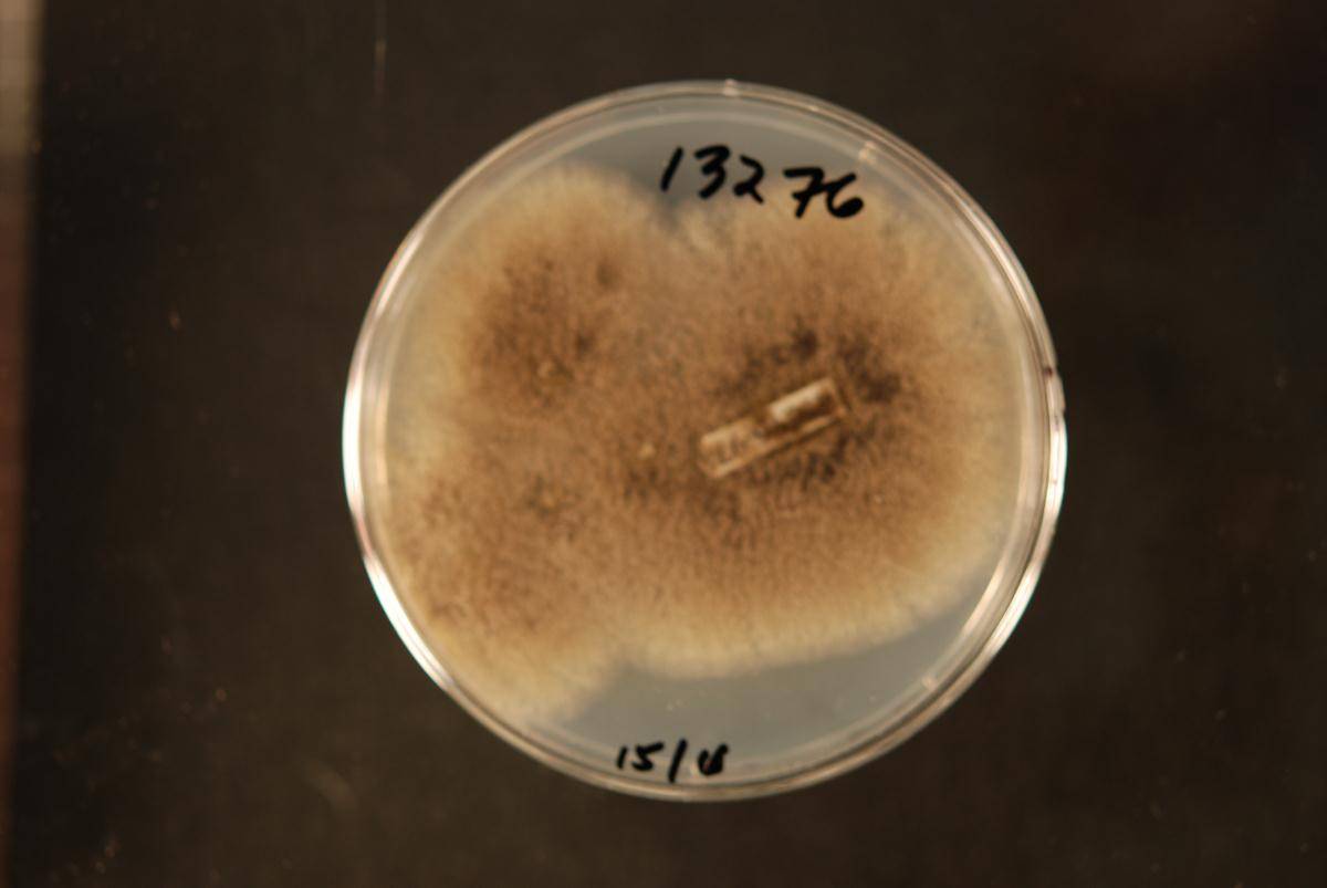 Berkeleyomyces rouxiae image