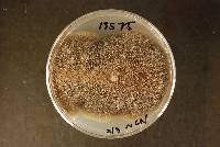 Ceratocystis fimbriata image