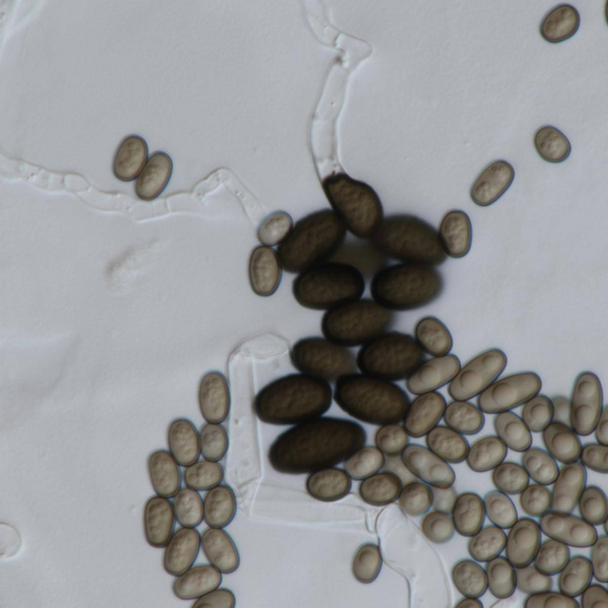 Ceratocystis paradoxa image