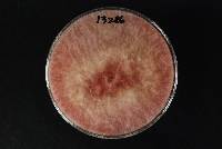 Fusarium culmorum image