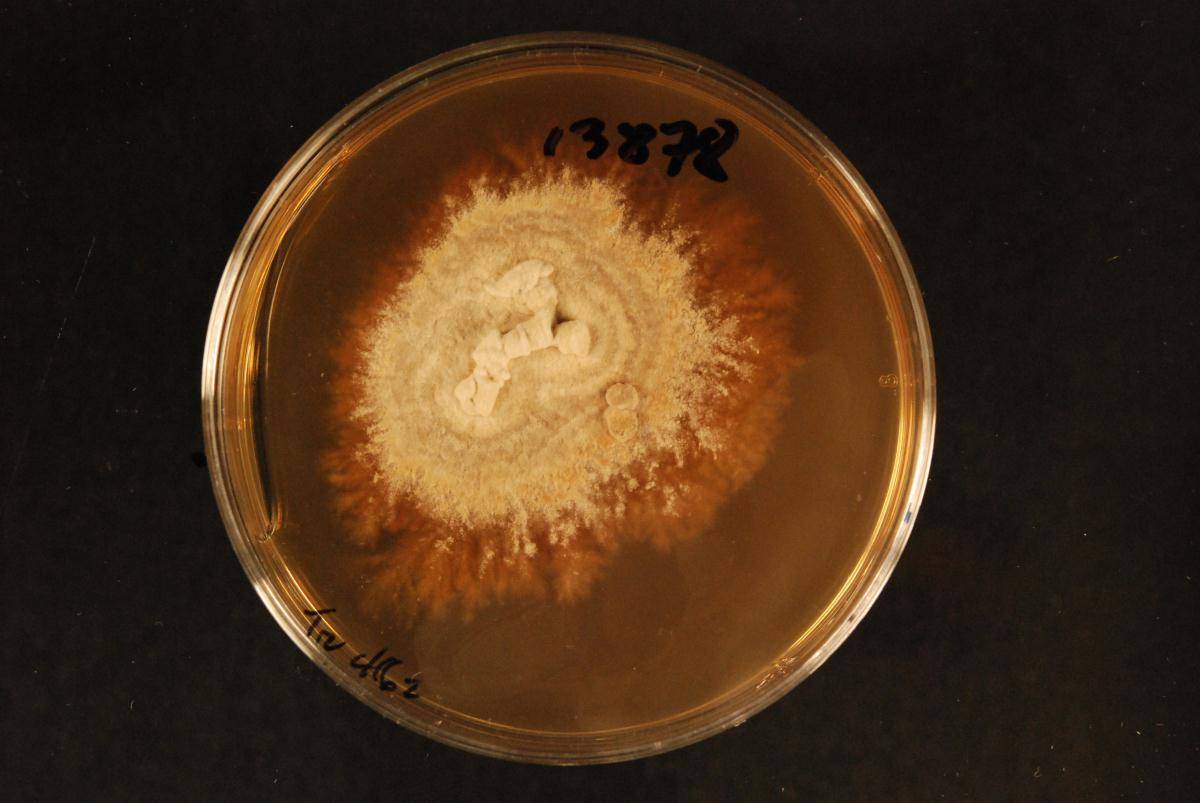 Tyromyces setiger image