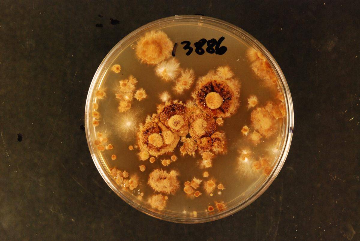 Phellinus kamahi image