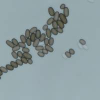 Ceratocystis paradoxa image