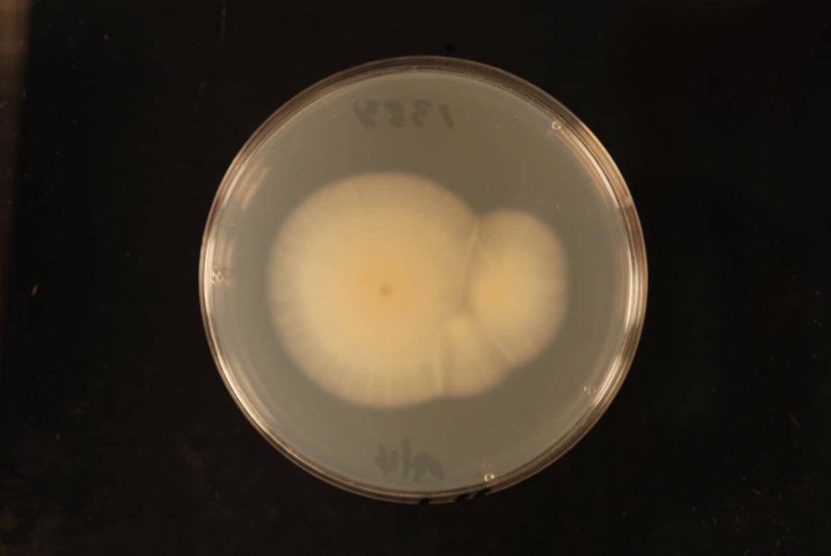 Hyphodontia nothofagi image