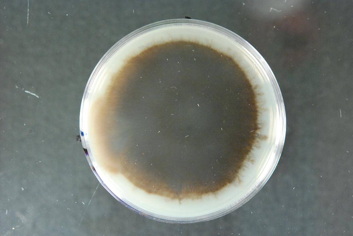 Ceratocystidaceae image