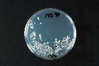 Saccharomyces cerevisiae image