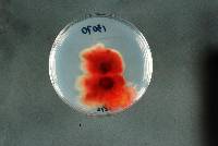 Gibberella zeae image