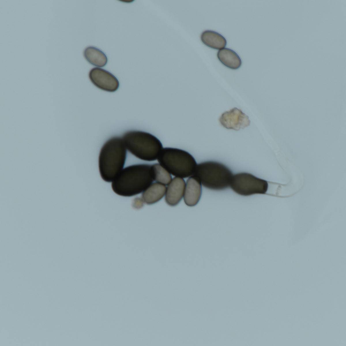 Ceratocystis paradoxa image