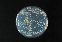 Saccharomyces cerevisiae image