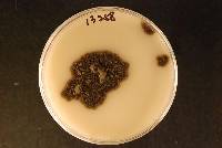 Venturia inaequalis image