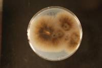 Berkeleyomyces rouxiae image