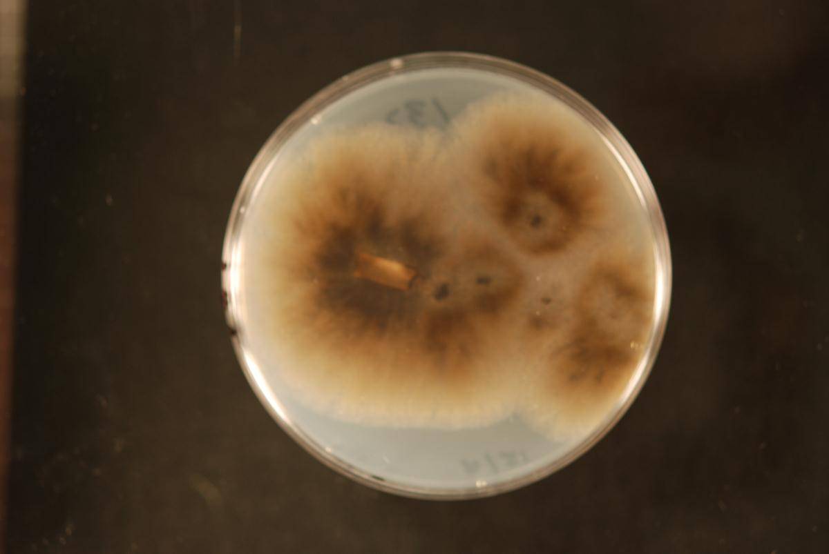 Berkeleyomyces rouxiae image
