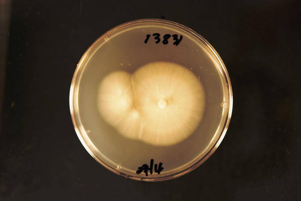 Hyphodontia nothofagi image