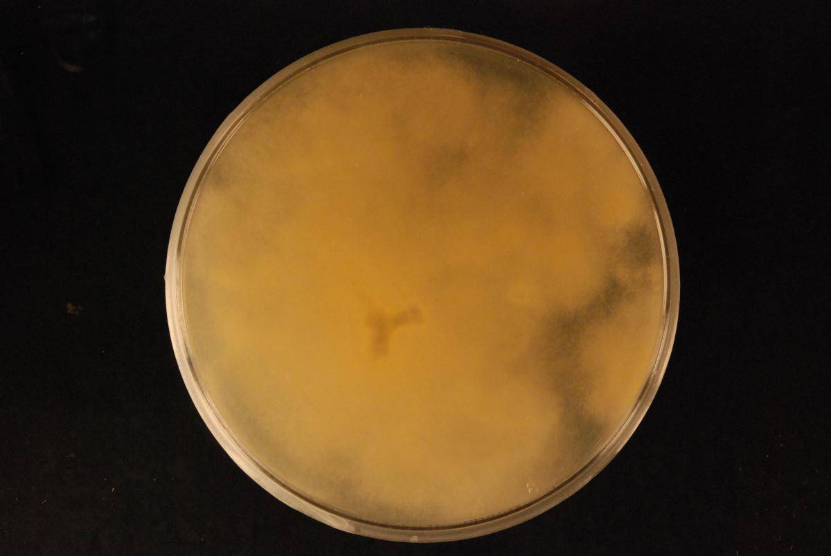 Rhizopus microsporus image