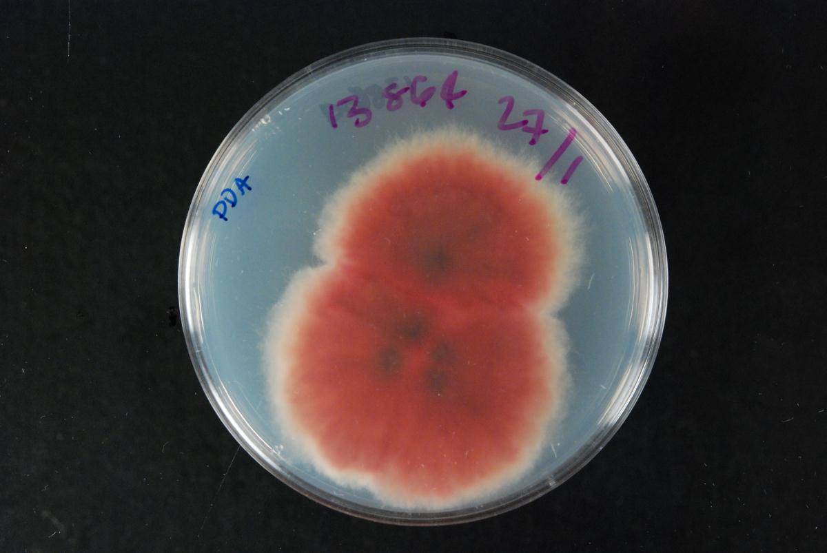 Fusarium image